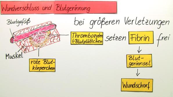 Warum Sind Die Blutgefäße Nicht Gleich Aufgebaut Blutgruppen und Funktionen des Blutes - Biologie online lernen